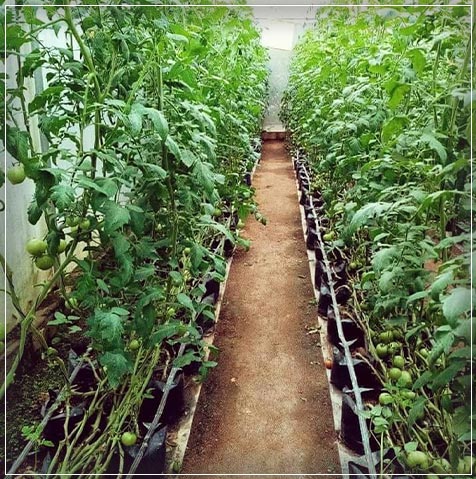 plantation in sri lanka