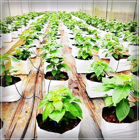 plantation in sri lanka