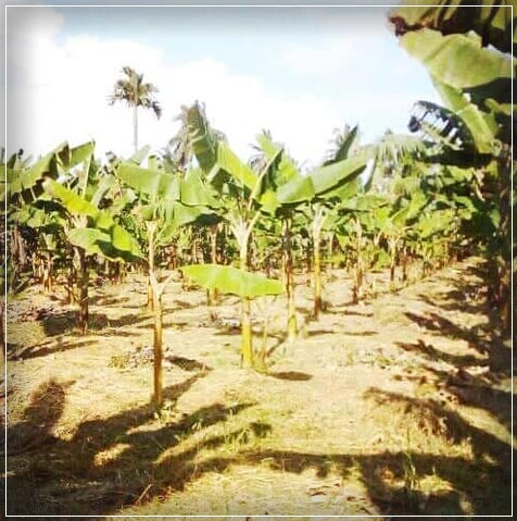 plantation in sri lanka
