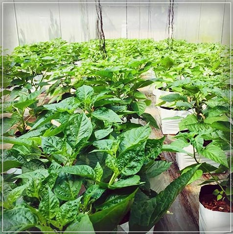 plantation in sri lanka